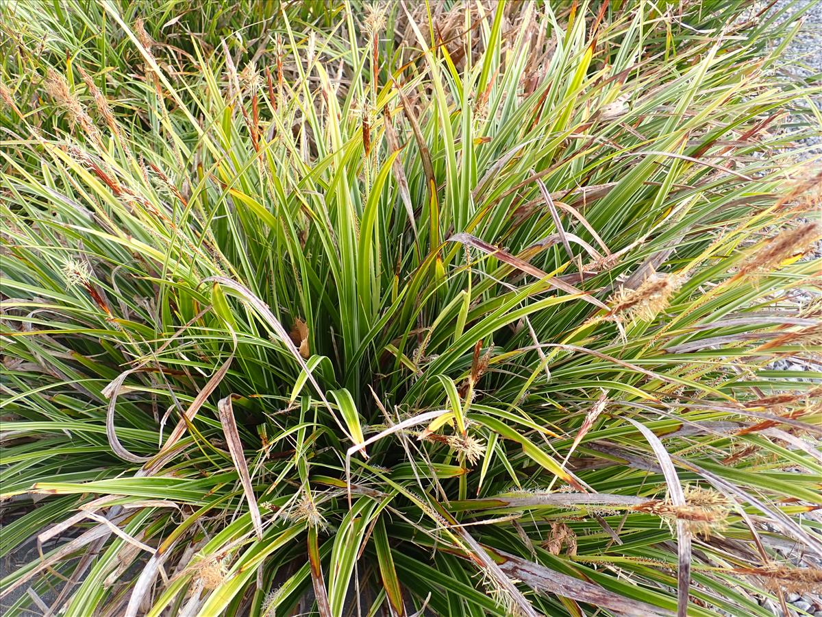 Carex morrowii (door Aad van Diemen)