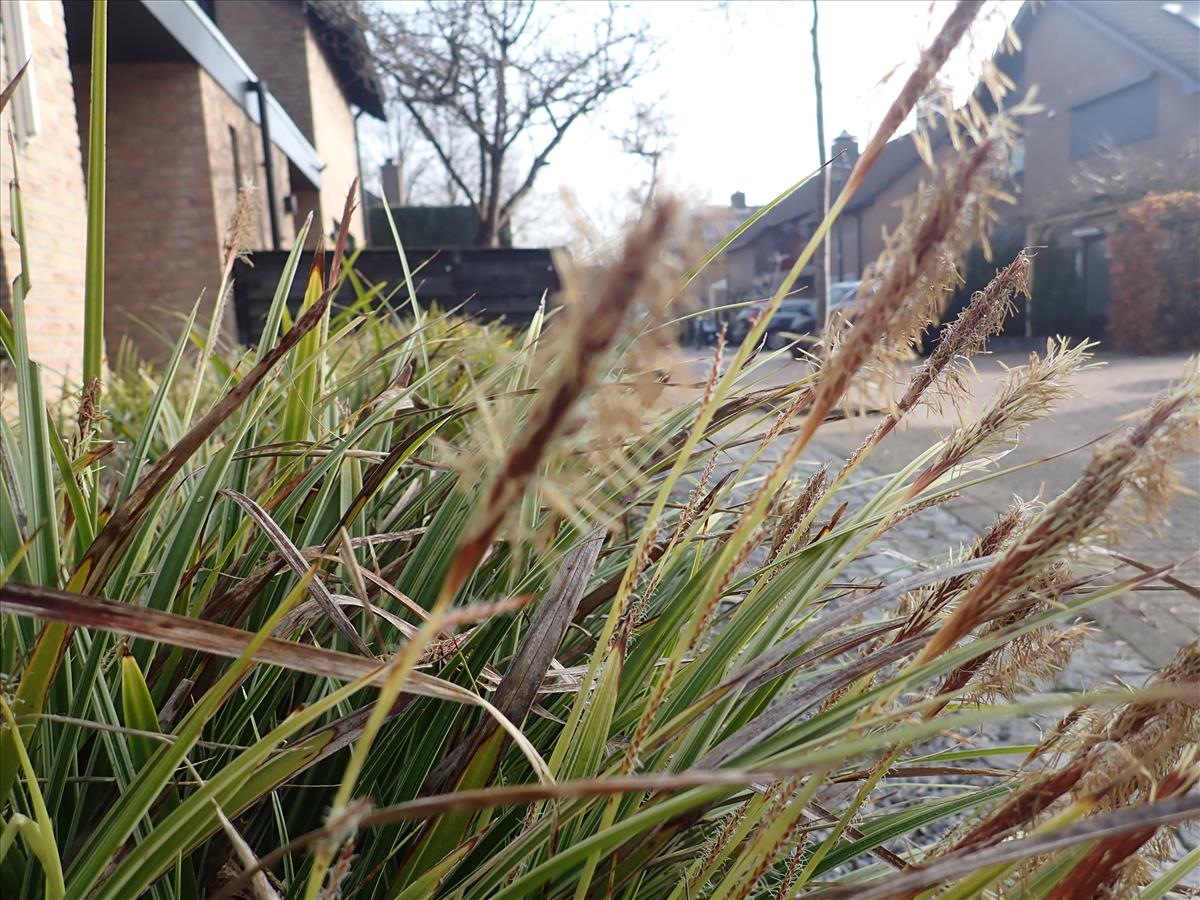 Carex morrowii (door Aad van Diemen)
