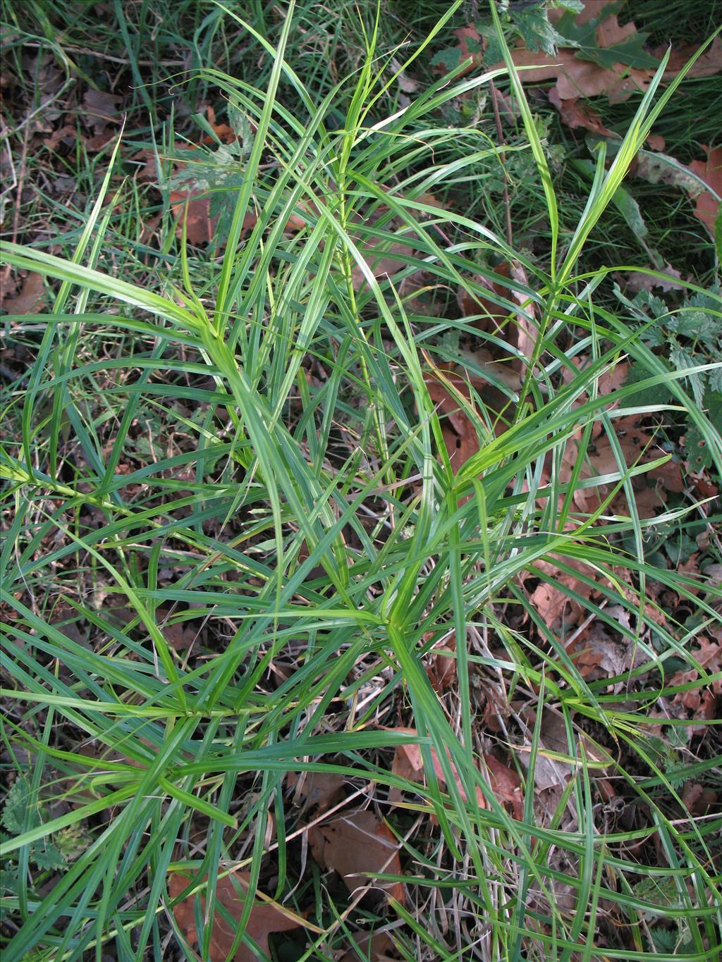 Carex muskingumensis (door Rutger Barendse)