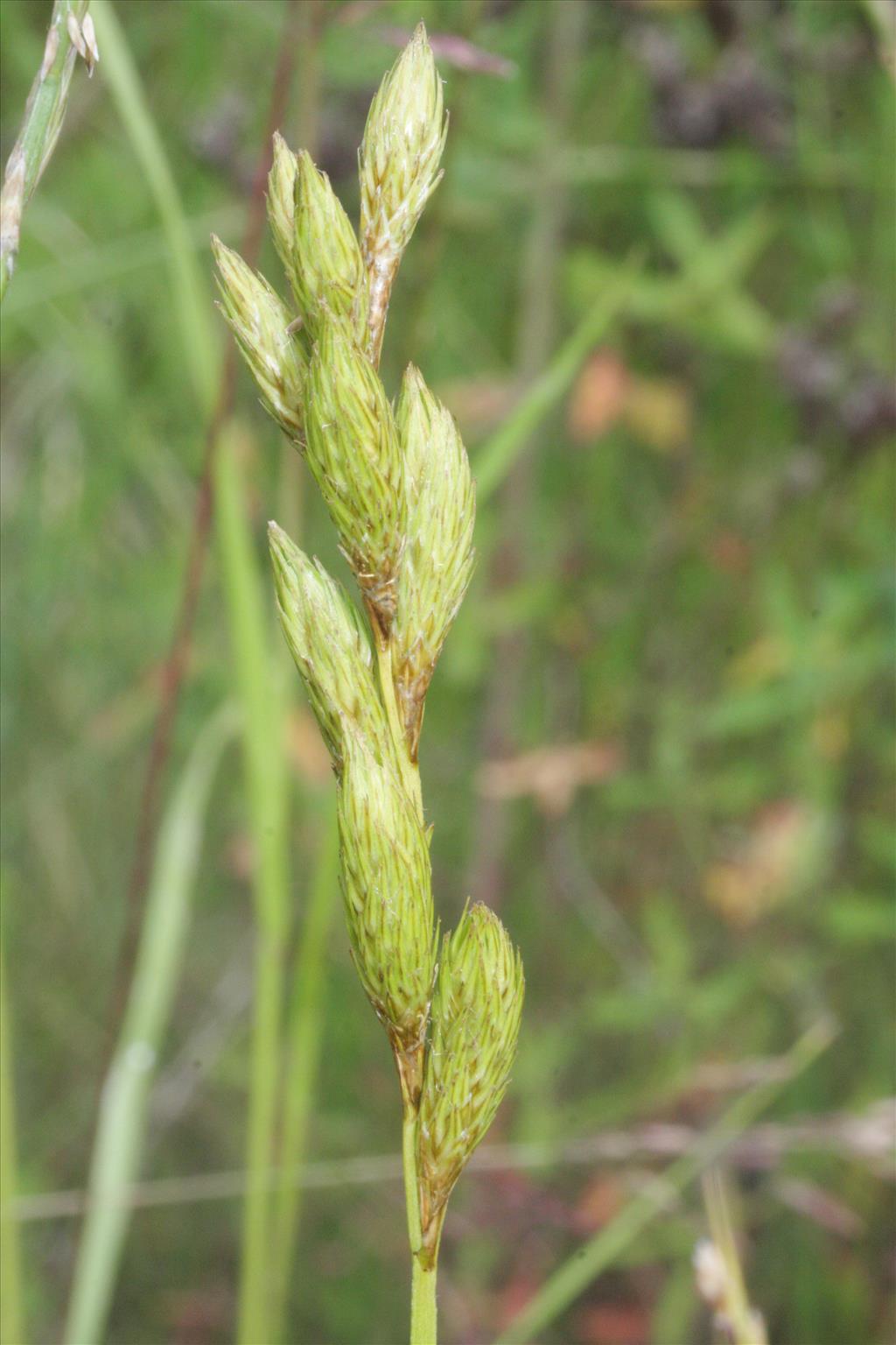 Carex muskingumensis (door Rutger Barendse)