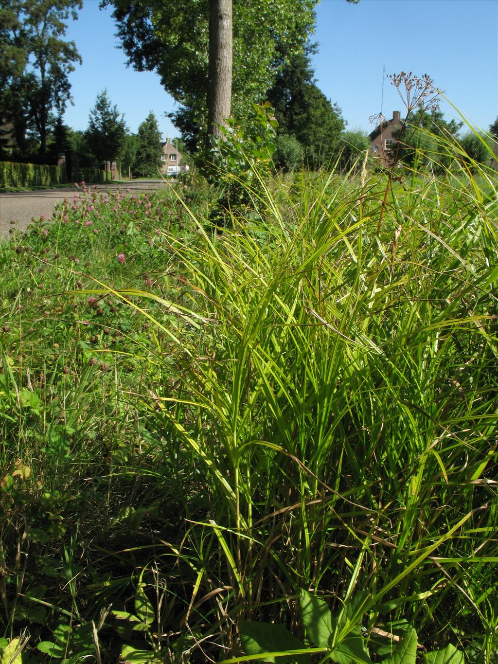 Carex muskingumensis (door Rutger Barendse)