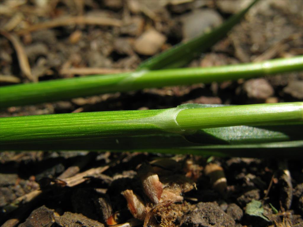 Carex muskingumensis (door Rutger Barendse)