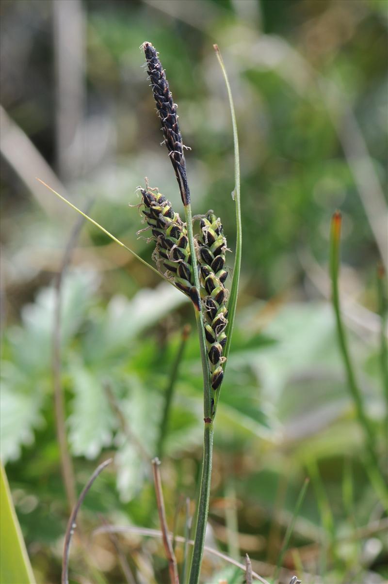 Carex nigra (door Hans Toetenel)