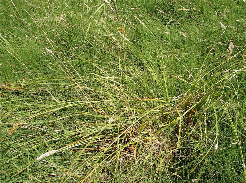 Carex otrubae (door Adrie van Heerden)