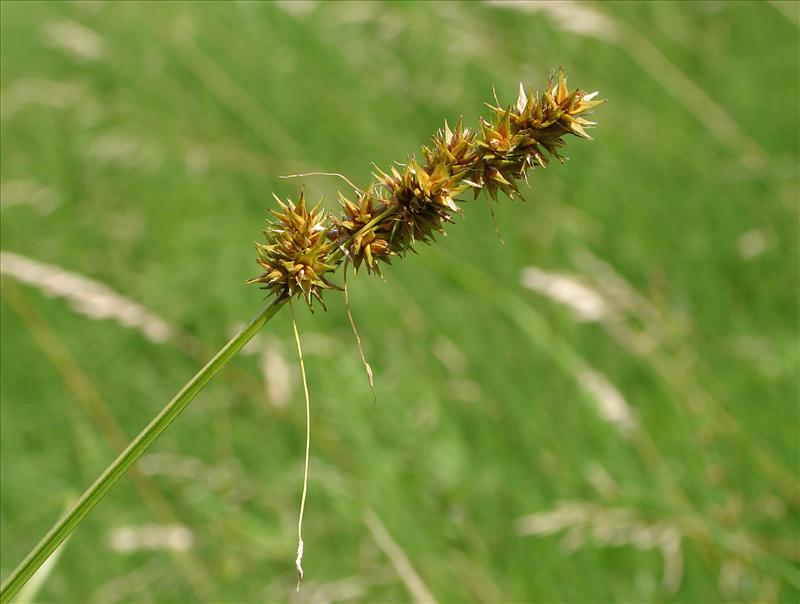 Carex otrubae (door Adrie van Heerden)