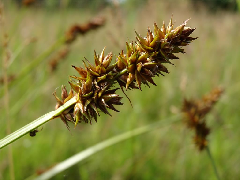 Carex otrubae (door Jakob Hanenburg)