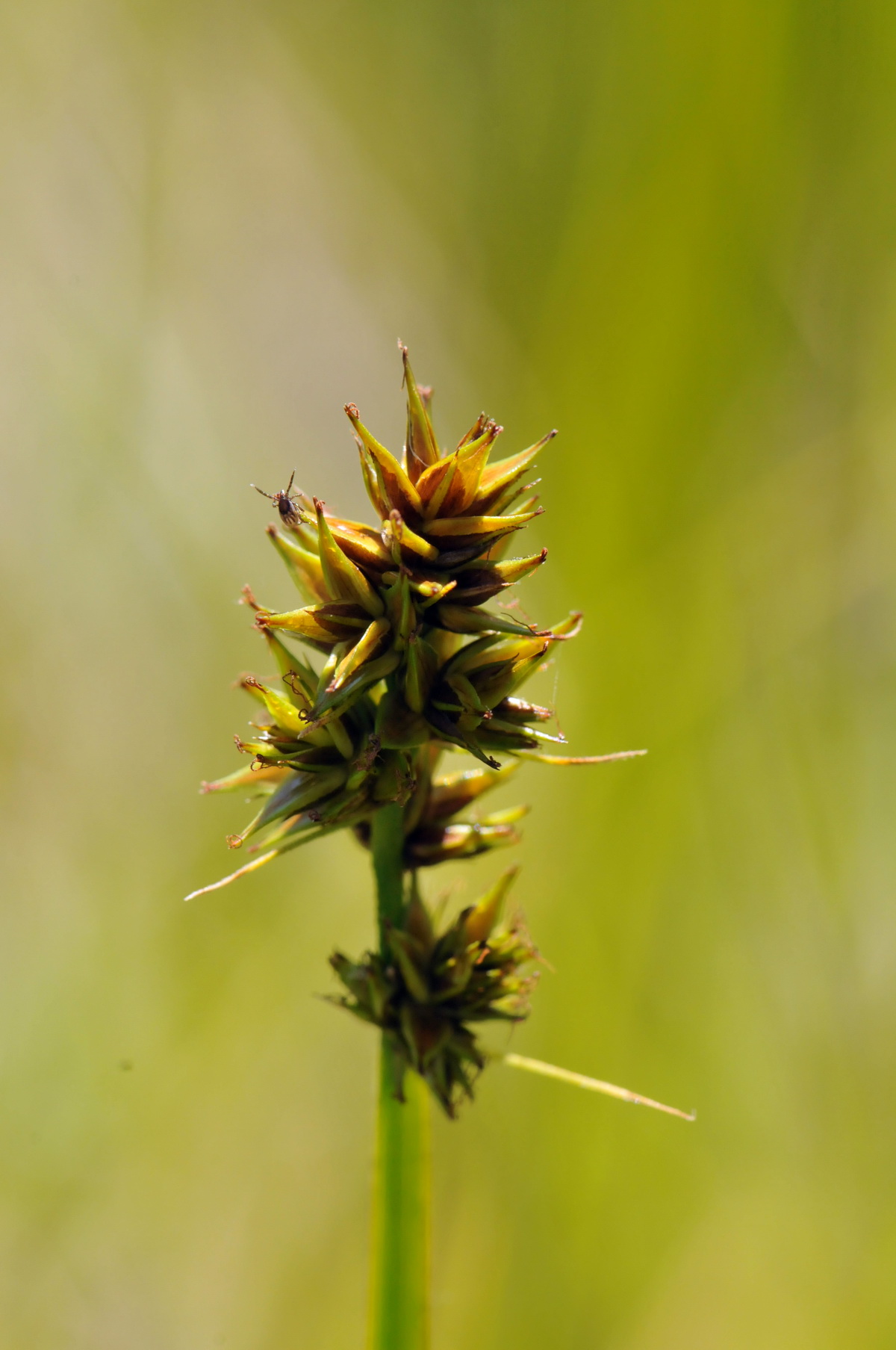 Carex otrubae (door Hans Toetenel)