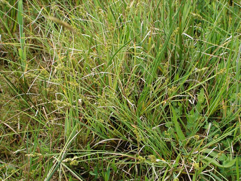 Carex canescens (door Adrie van Heerden)