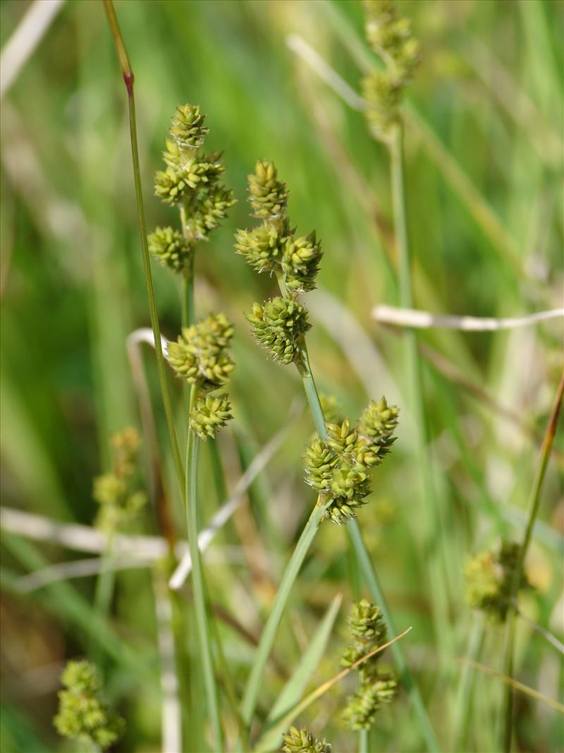 Carex canescens (door Adrie van Heerden)