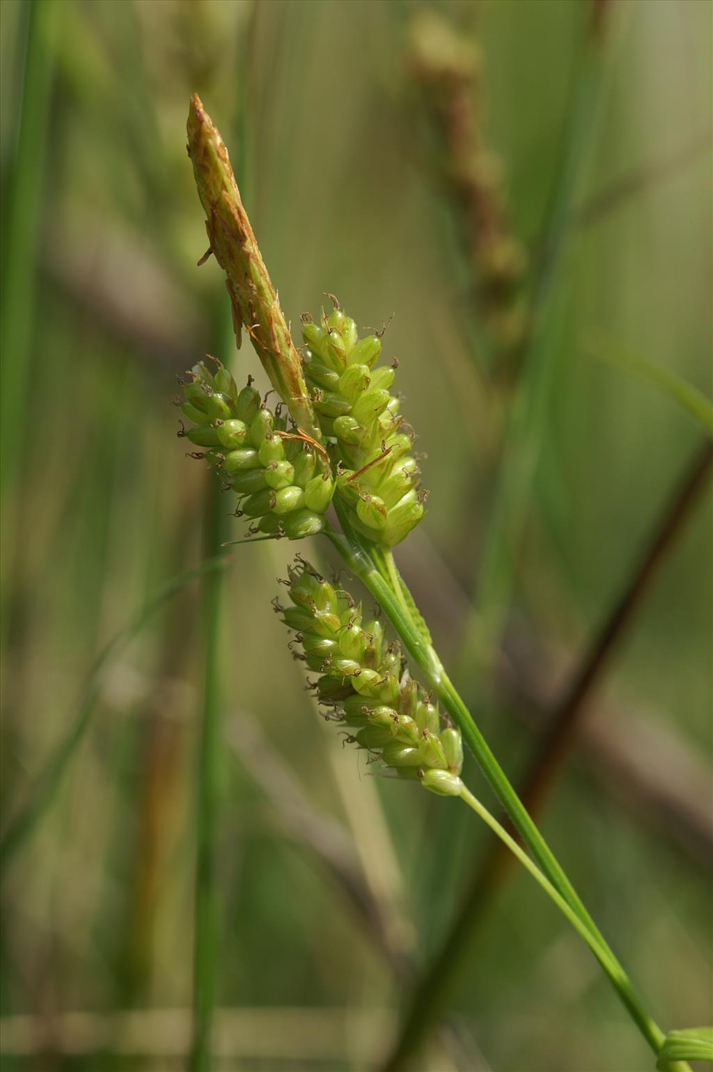Carex pallescens (door Jakob Hanenburg)