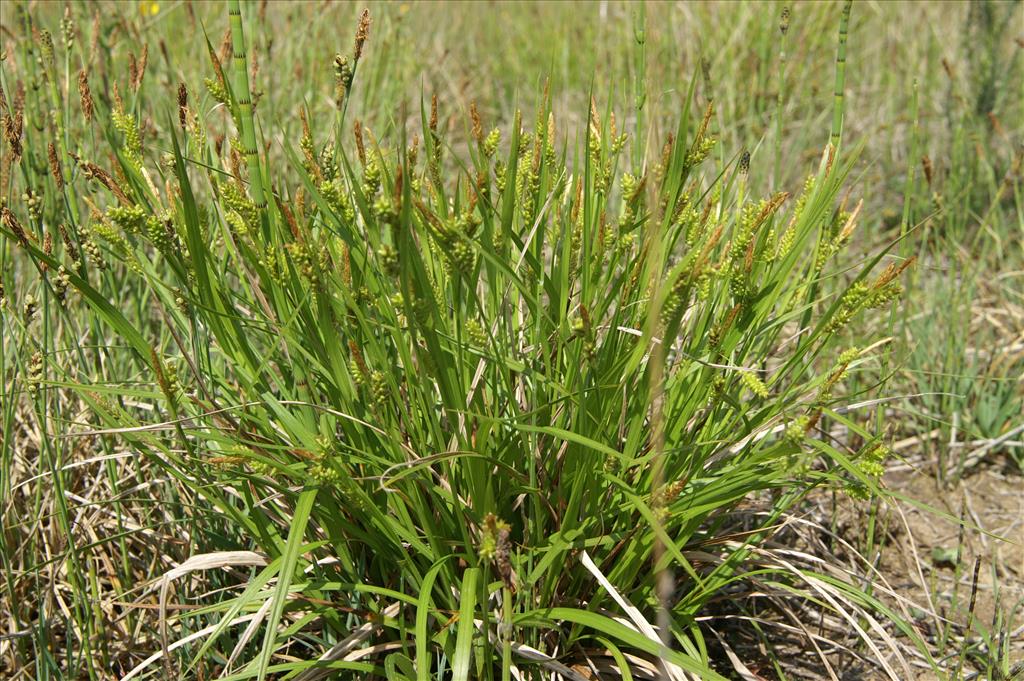 Carex pallescens (door Jakob Hanenburg)