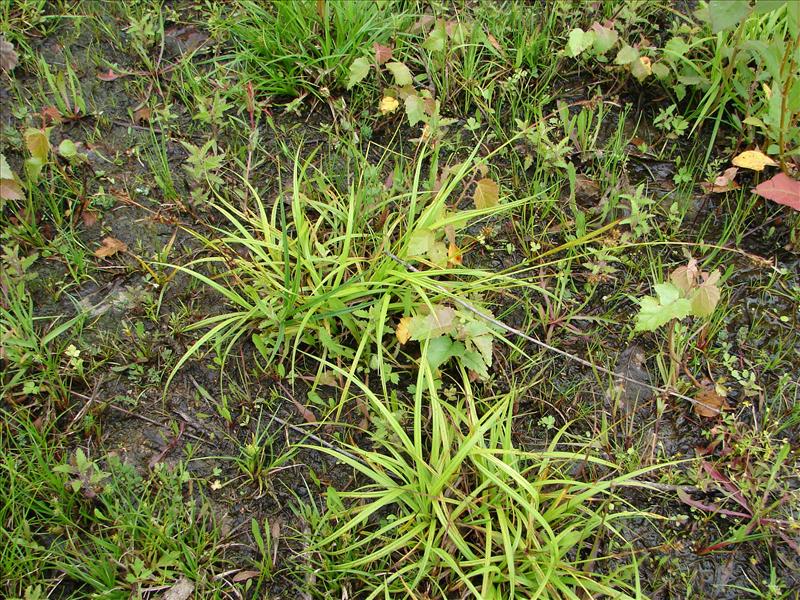 Carex pallescens (door Adrie van Heerden)