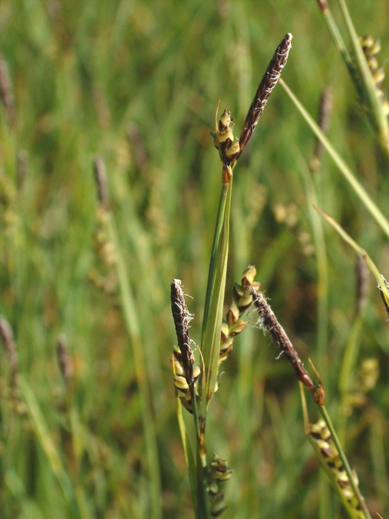 Carex panicea (door Adrie van Heerden)