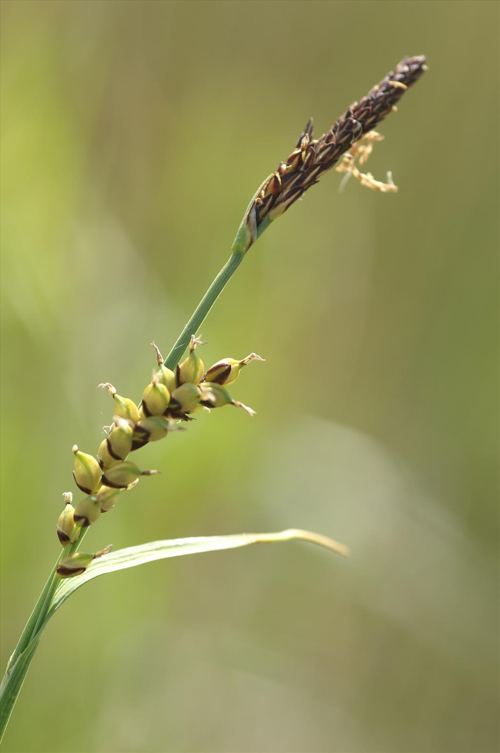 Carex panicea (door Jakob Hanenburg)