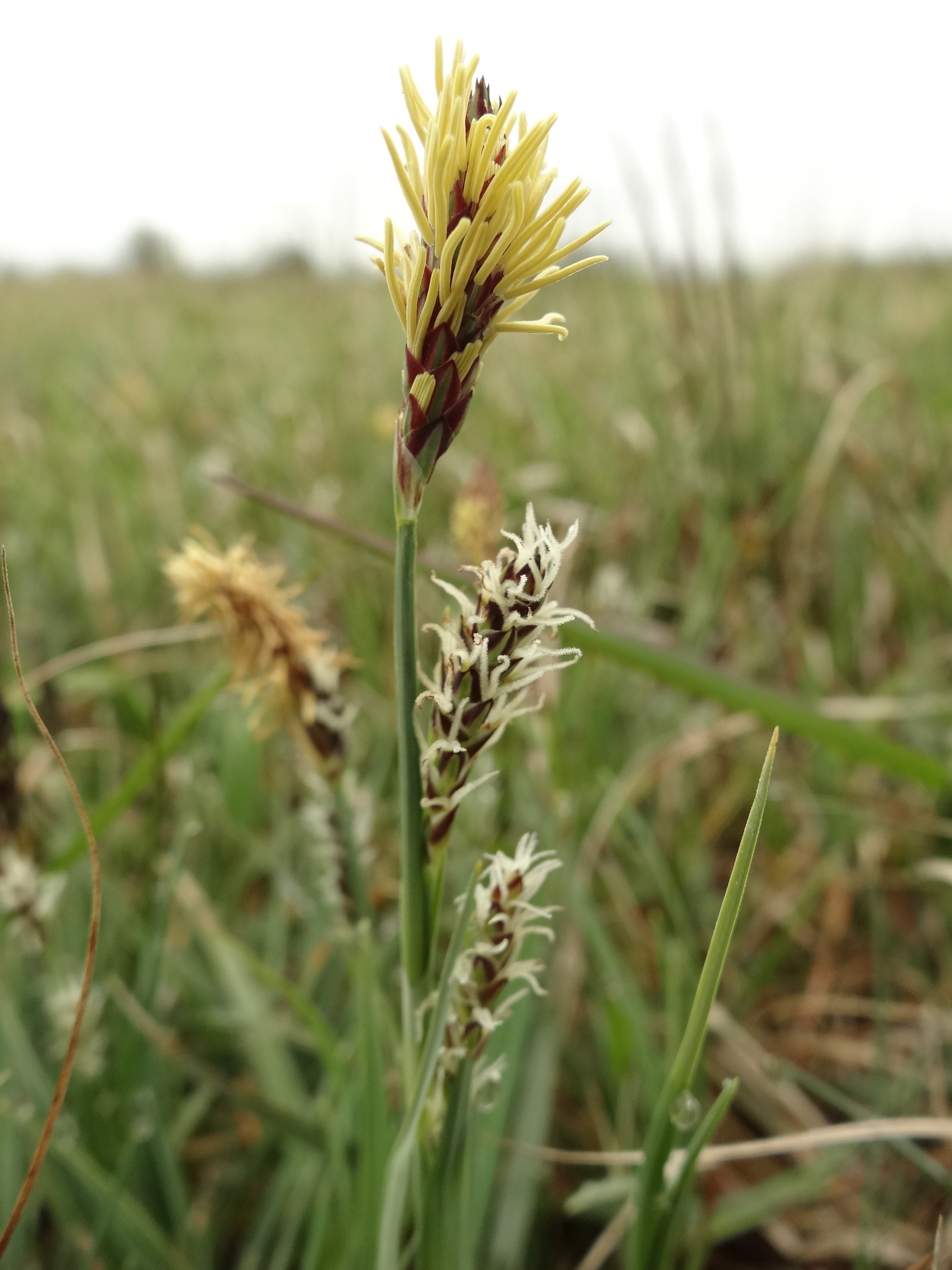 Carex panicea (door Jakob Hanenburg)