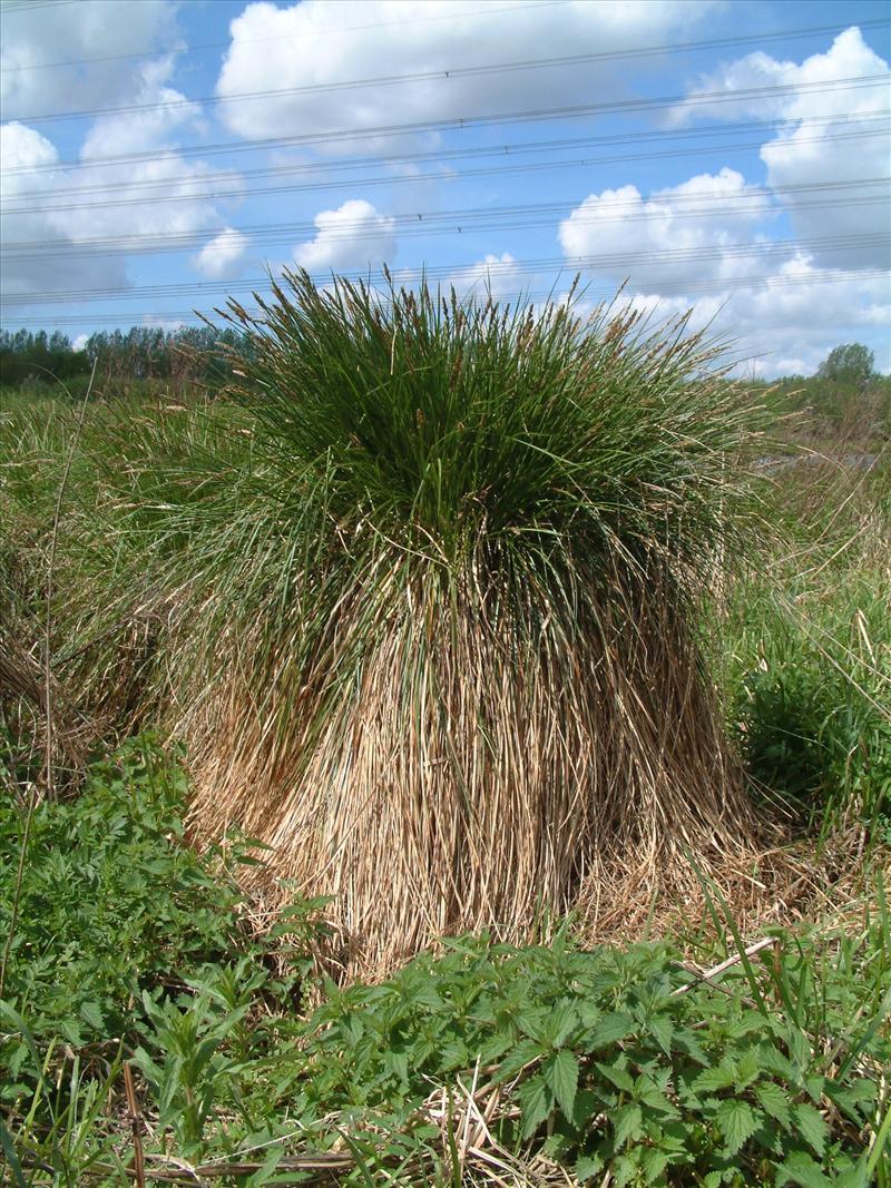 Carex paniculata subsp. paniculata (door Adrie van Heerden)