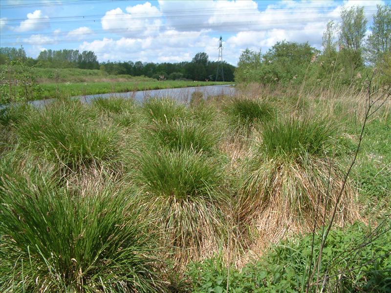 Carex paniculata subsp. paniculata (door Adrie van Heerden)