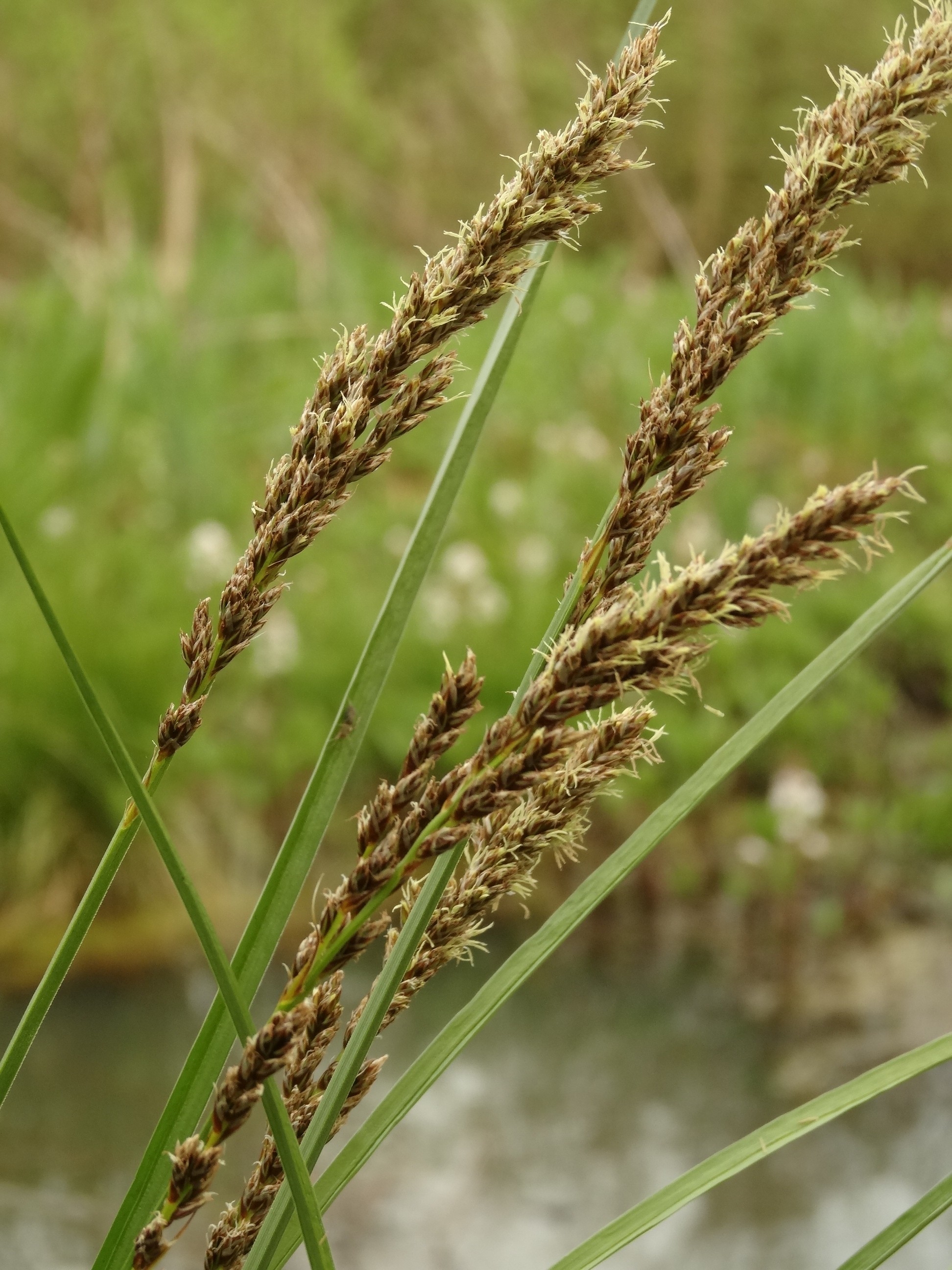 Carex paniculata subsp. paniculata (door Jakob Hanenburg)