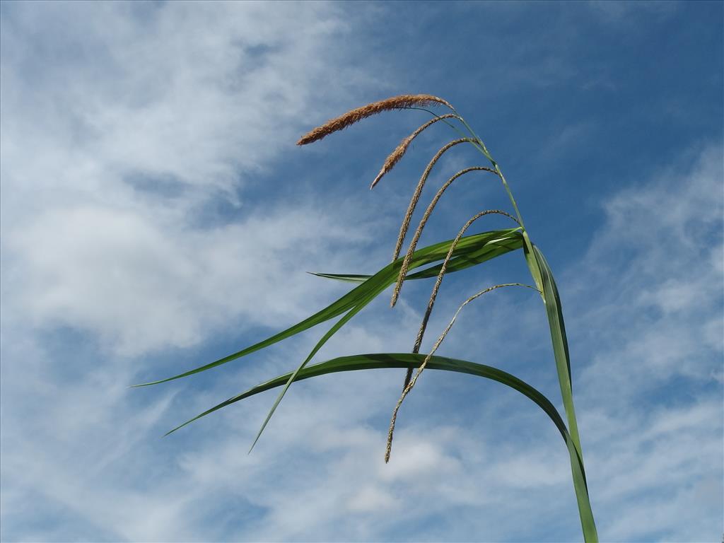 Carex pendula (door Aad van Diemen)