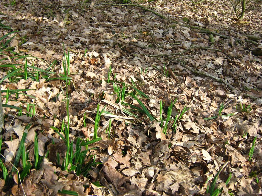 Carex pilosa (door Toon Verrijdt)