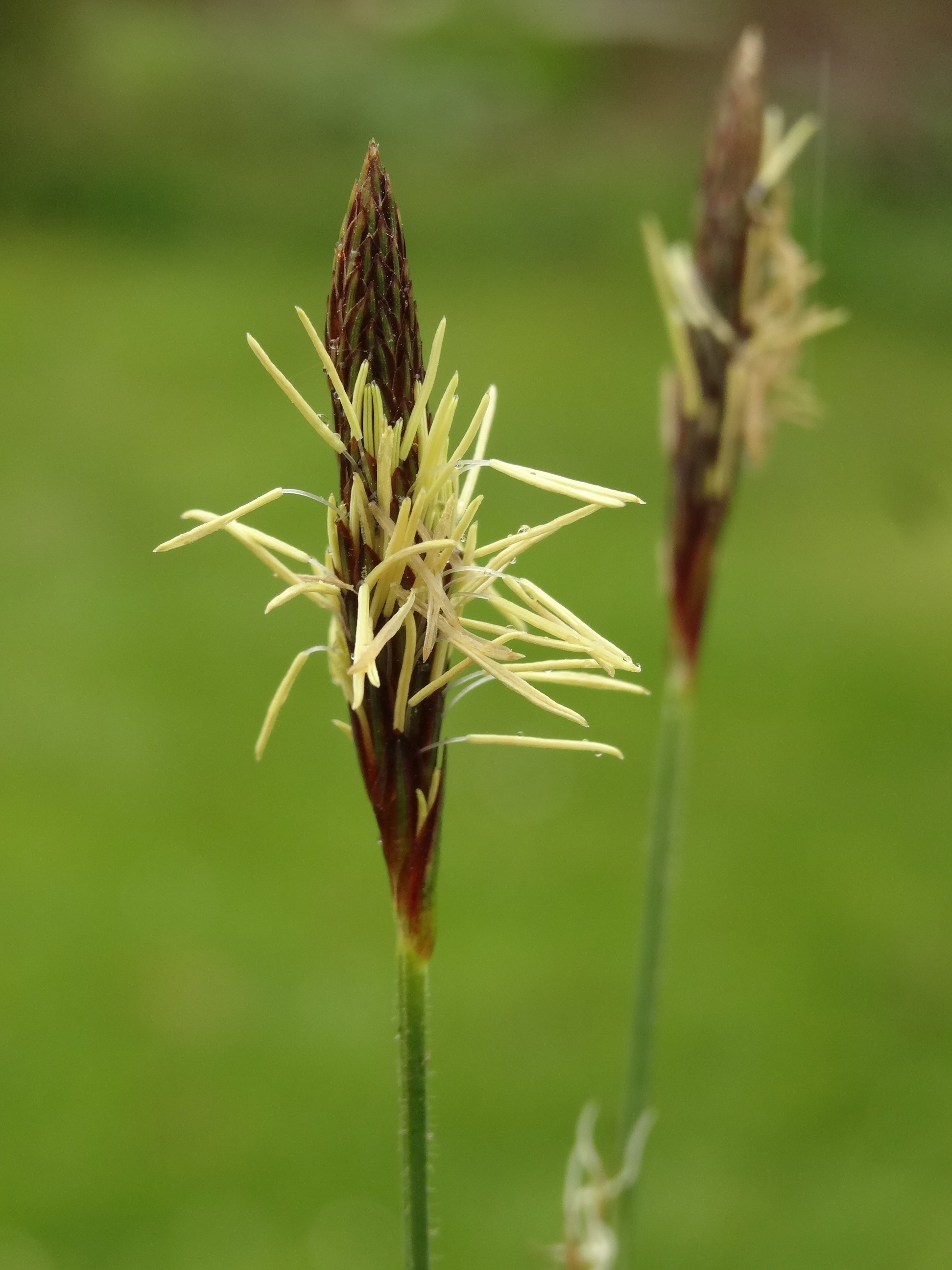 Carex pilosa (door Jakob Hanenburg)