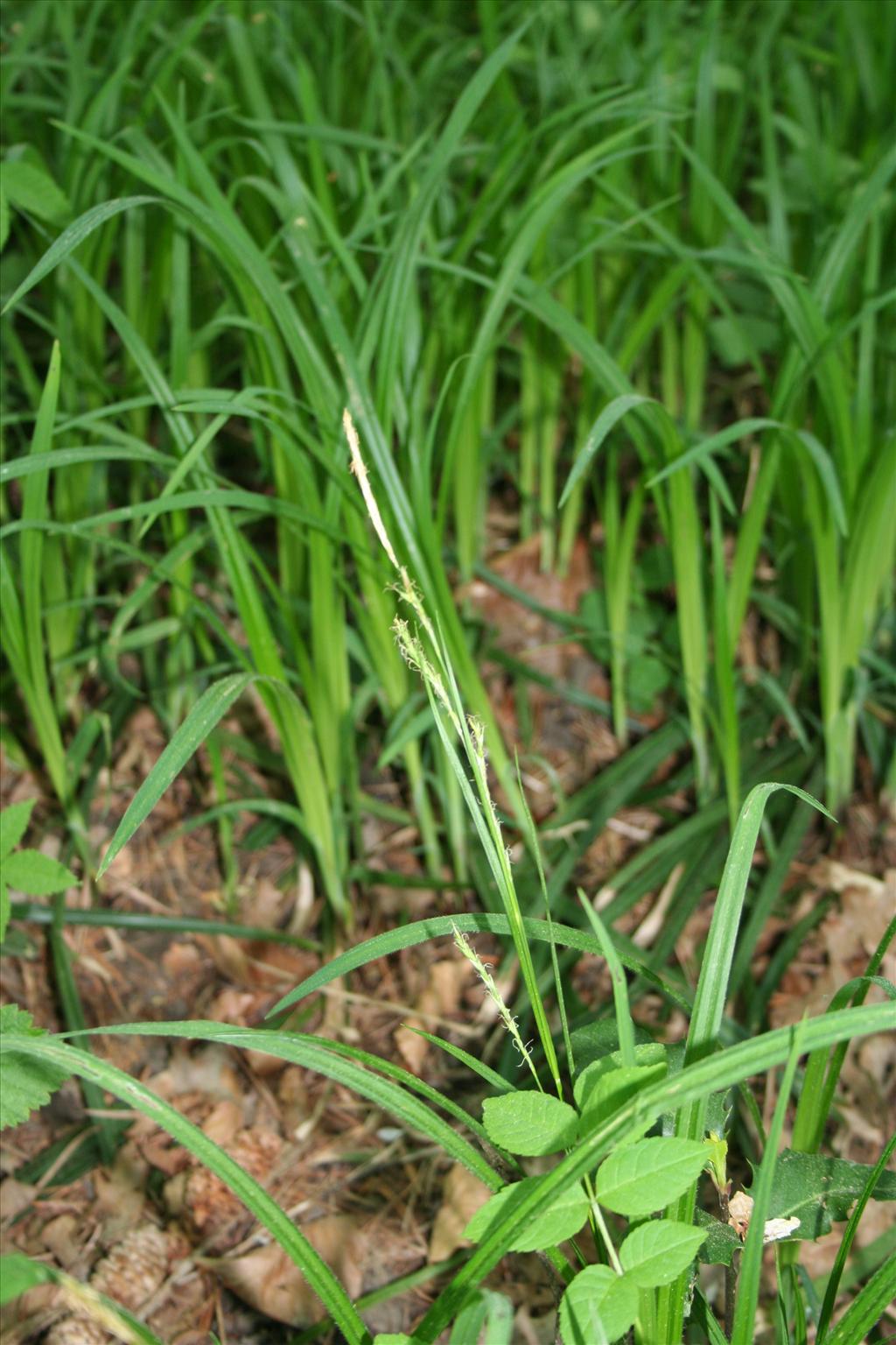 Carex pilosa (door Kim Lotterman)