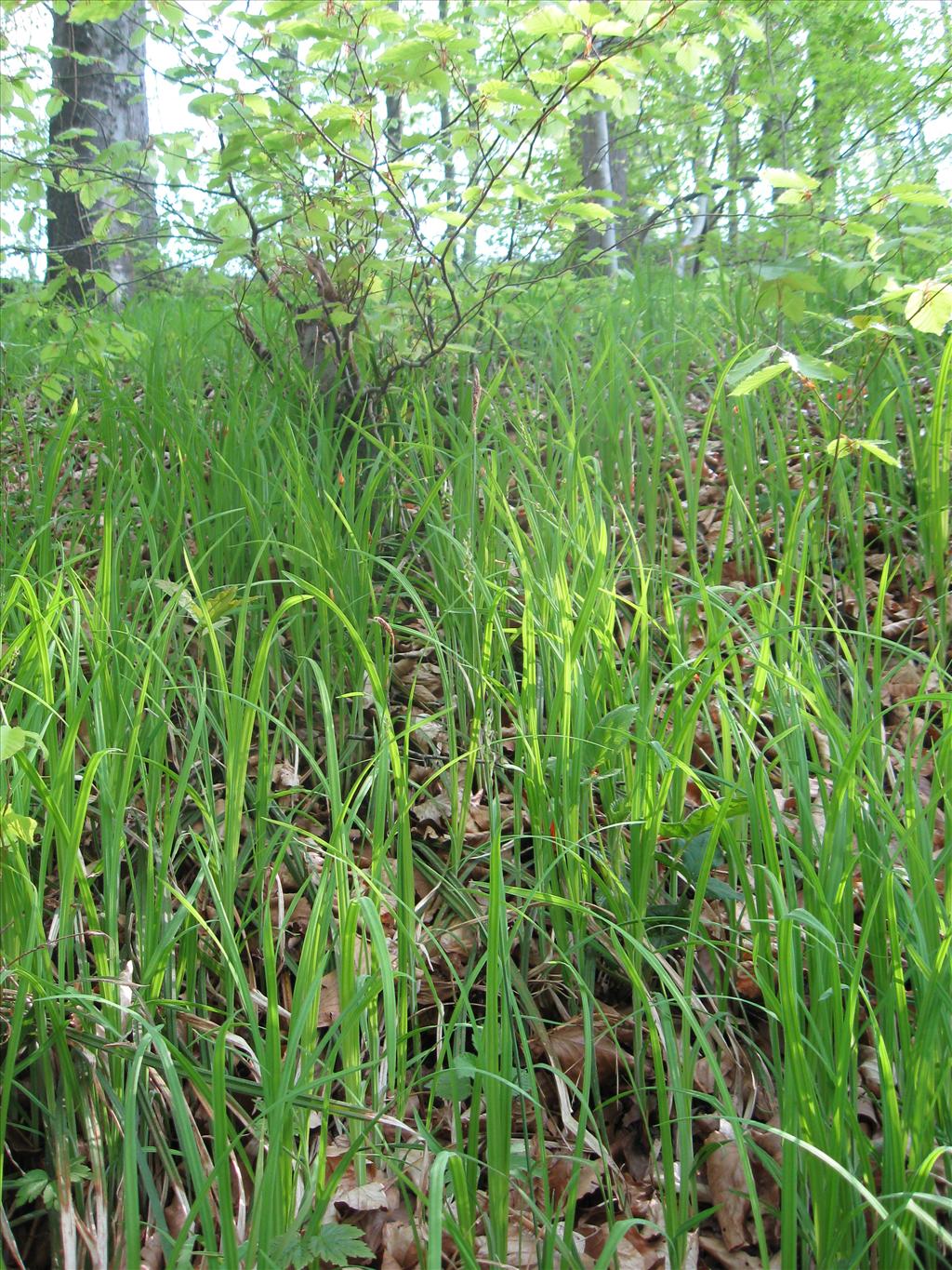 Carex pilosa (door Kim Lotterman)