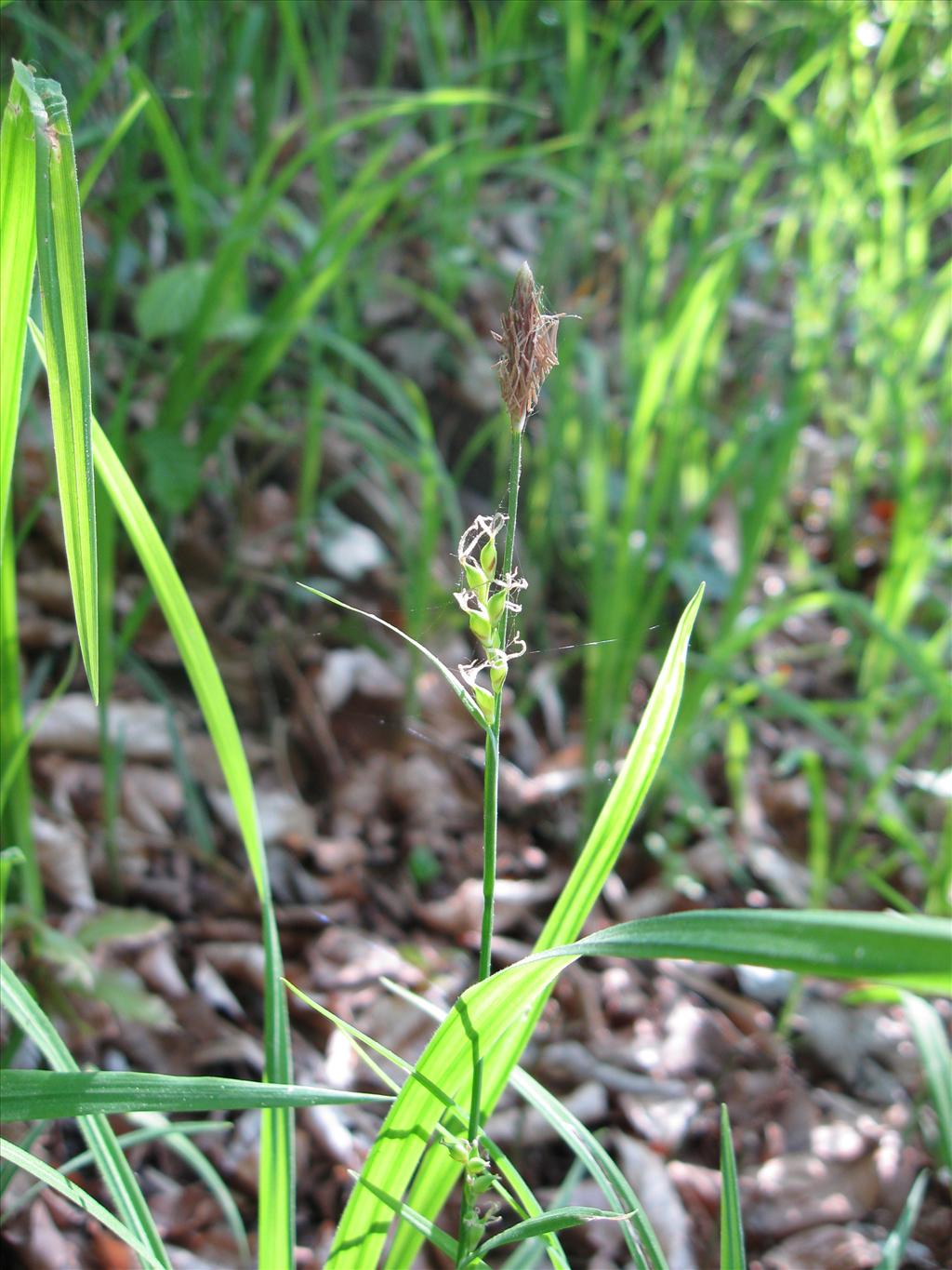 Carex pilosa (door Kim Lotterman)