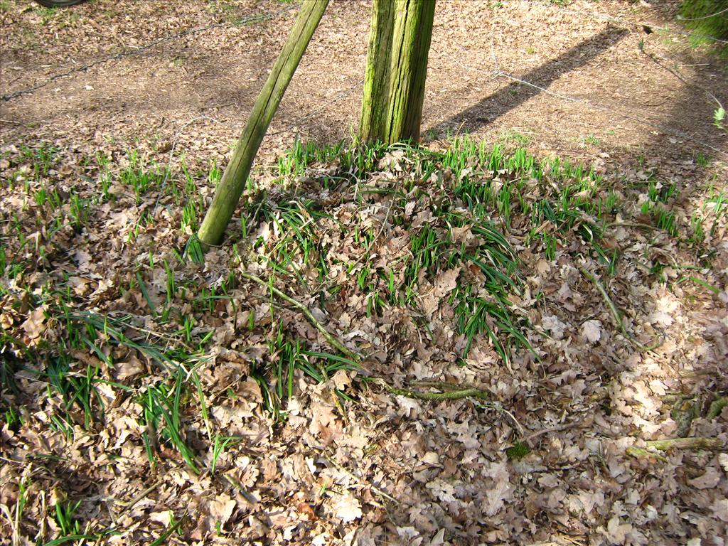 Carex pilosa (door Toon Verrijdt)