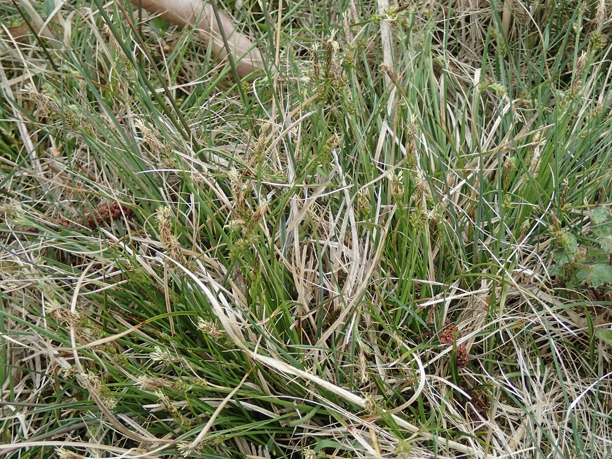 Carex pilulifera (door Adrie van Heerden)