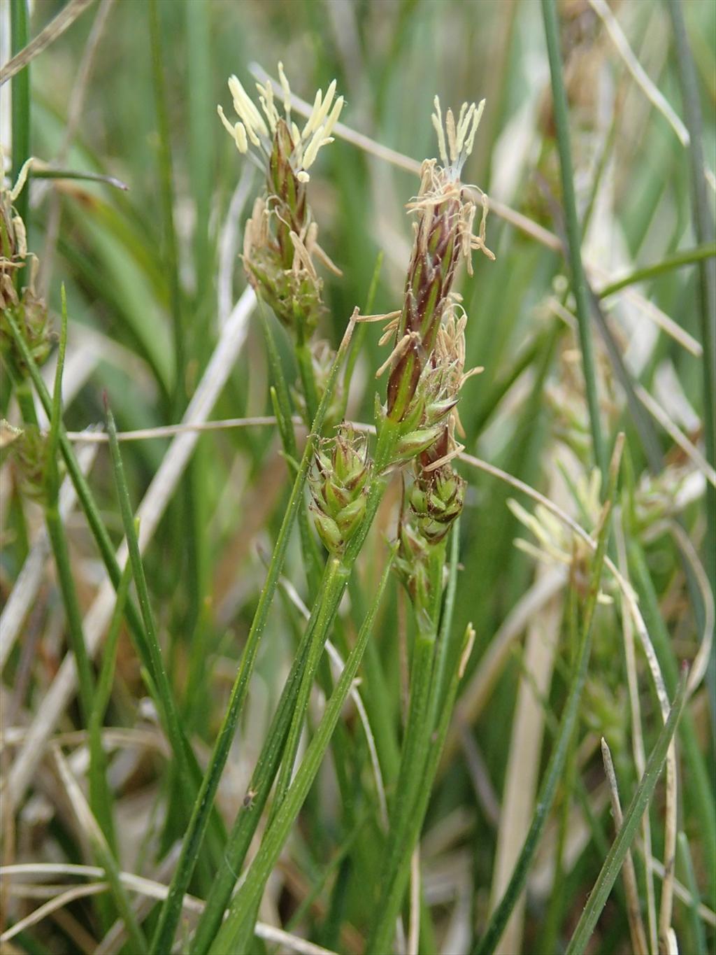 Carex pilulifera (door Adrie van Heerden)