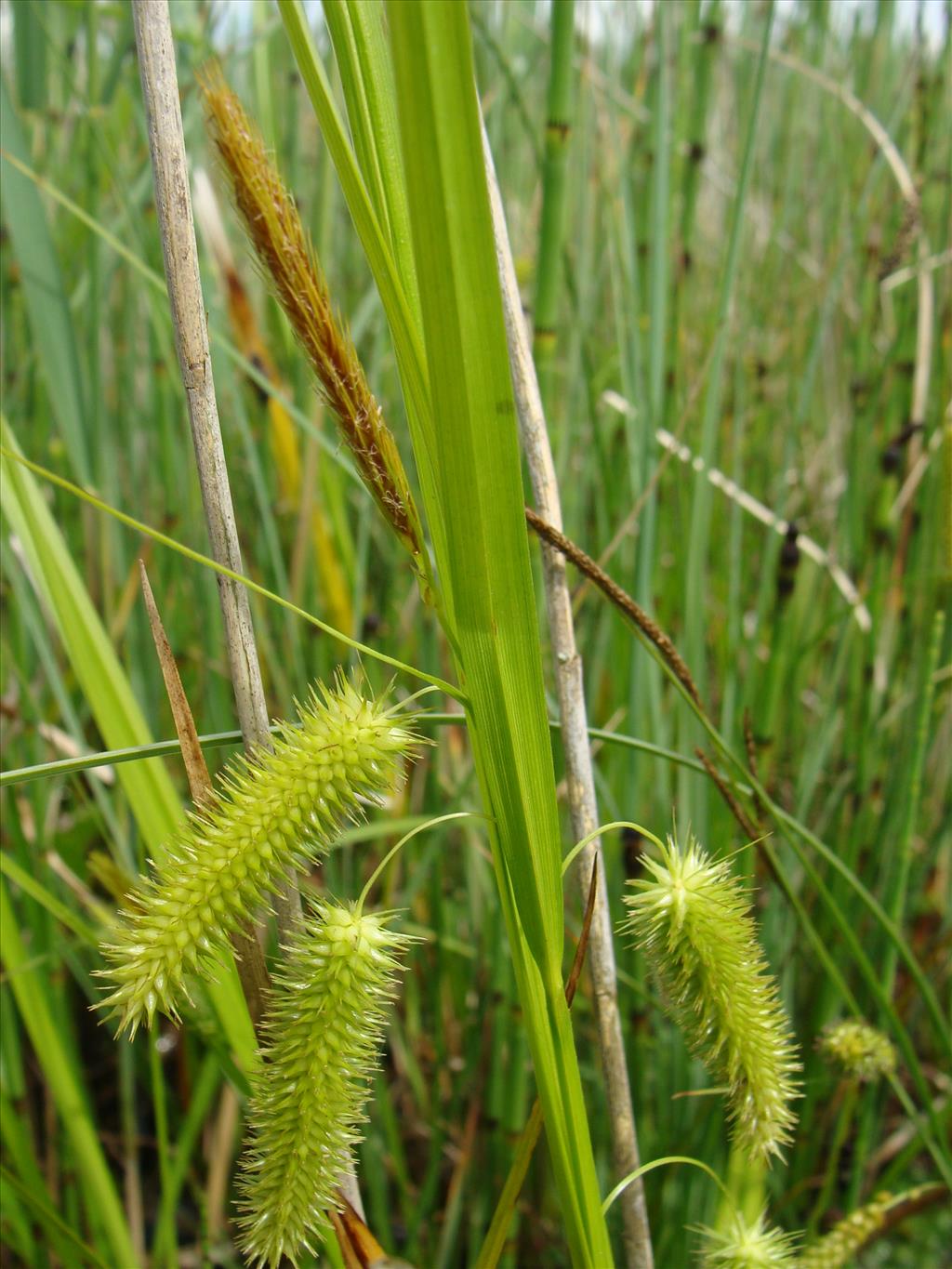 Carex pseudocyperus (door Jakob Hanenburg)