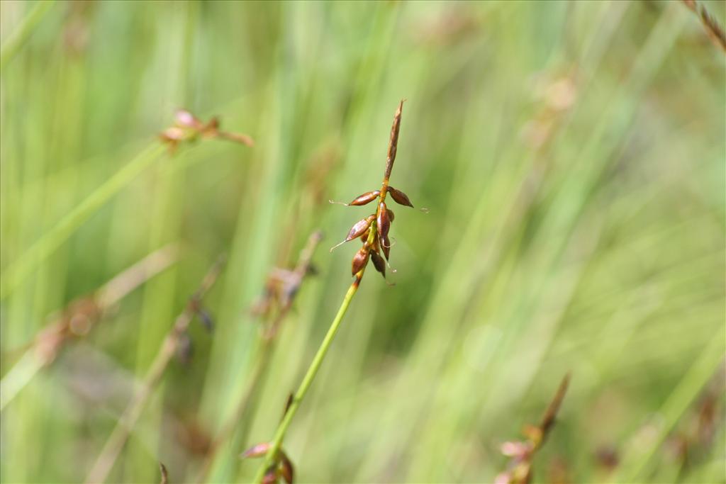Carex pulicaris (door Pieter Stolwijk)
