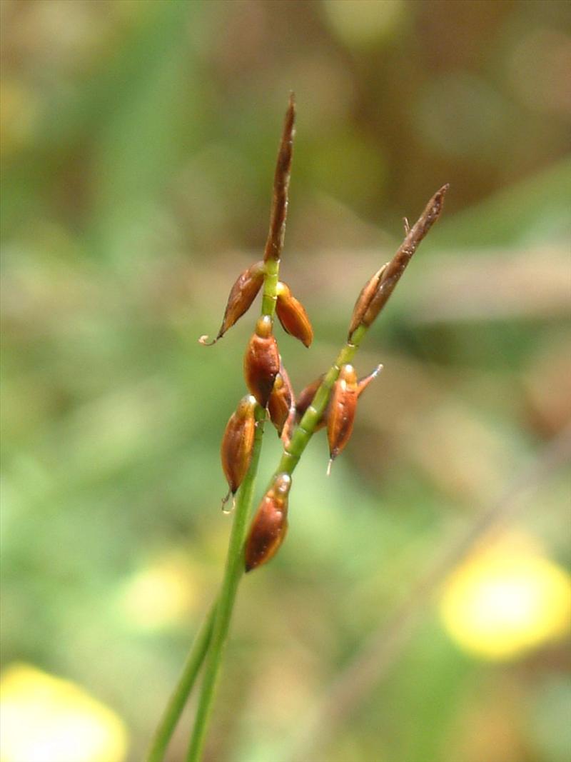 Carex pulicaris (door Adrie van Heerden)