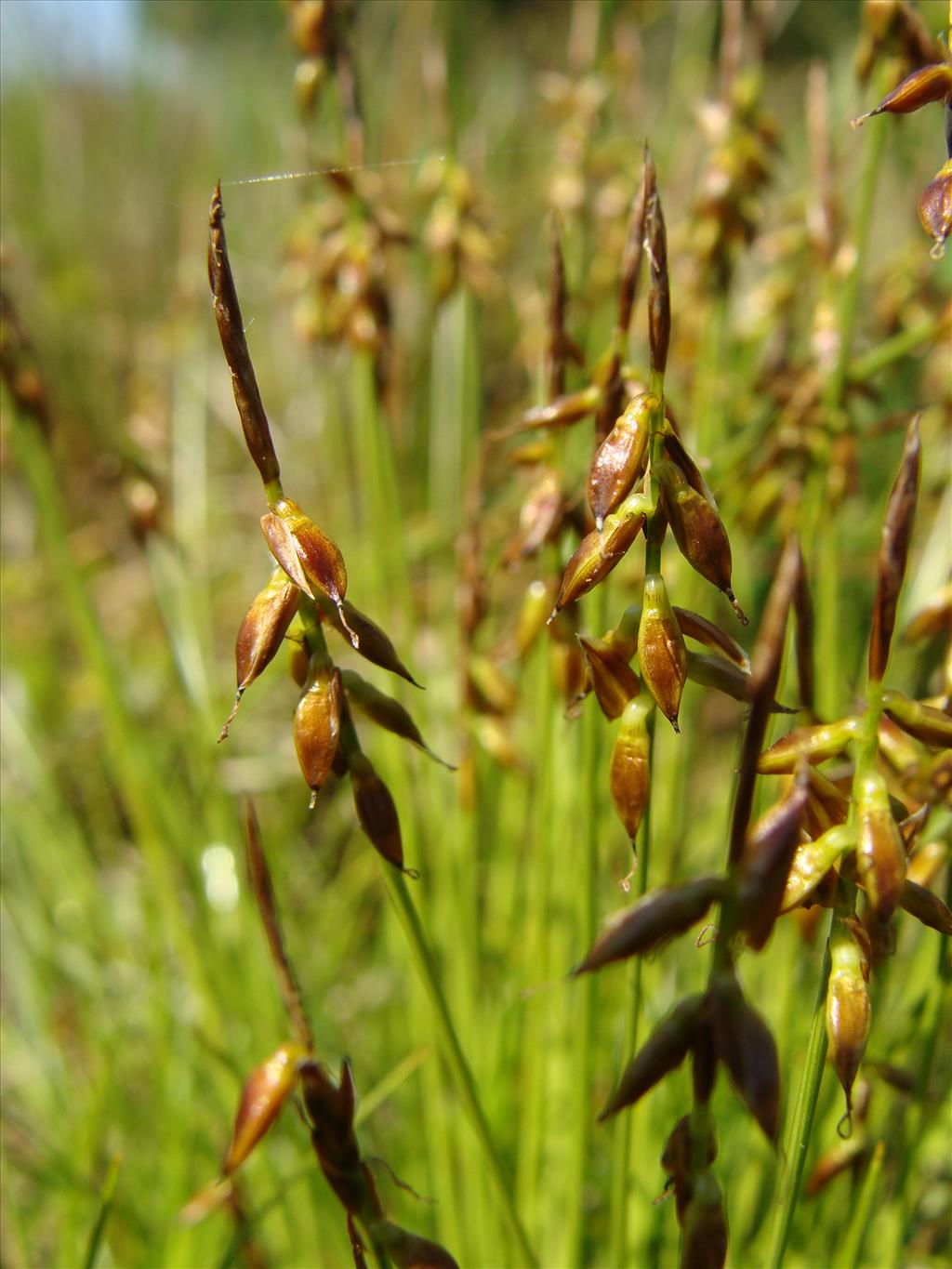 Carex pulicaris (door Jakob Hanenburg)