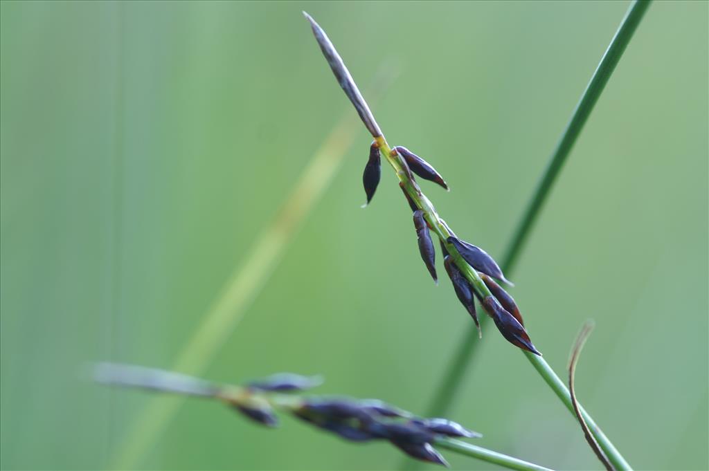 Carex pulicaris (door Jakob Hanenburg)