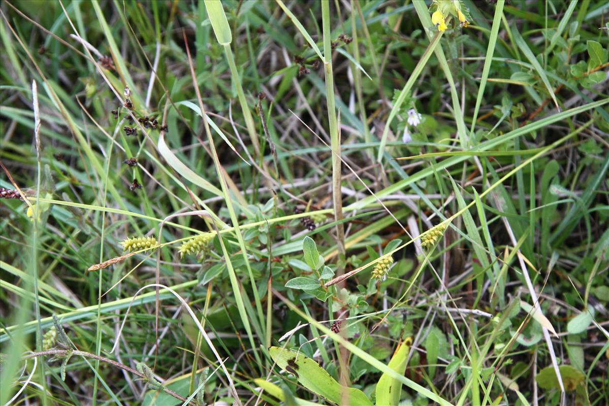 Carex punctata (door Stef van Walsum)