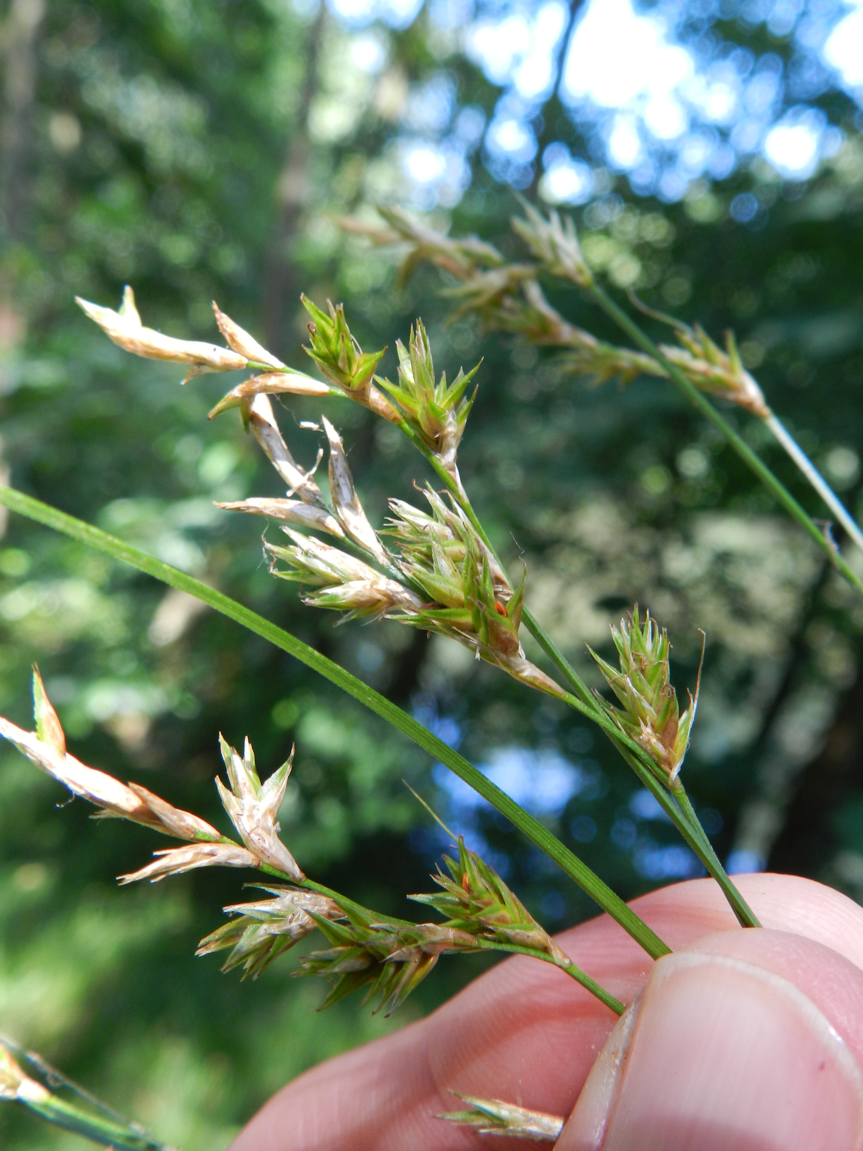 Carex pseudobrizoides (door Rutger Barendse)