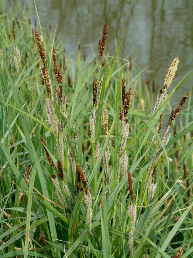 Carex riparia (door Adrie van Heerden)