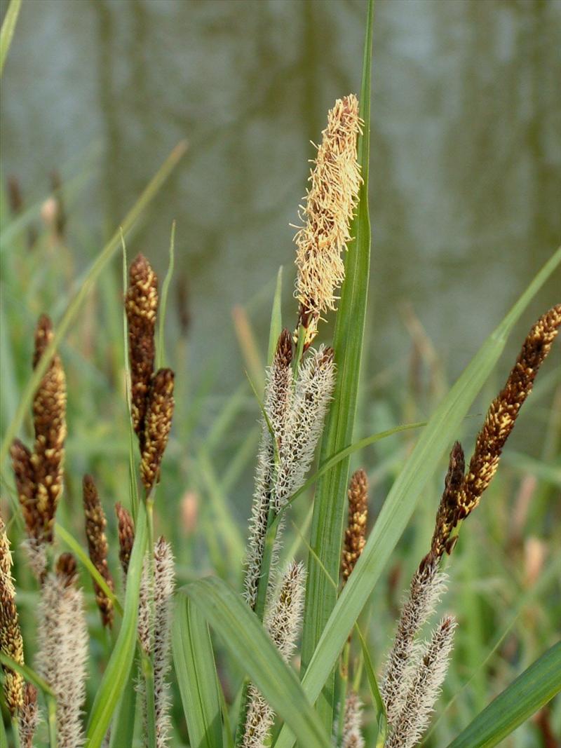 Carex riparia (door Adrie van Heerden)