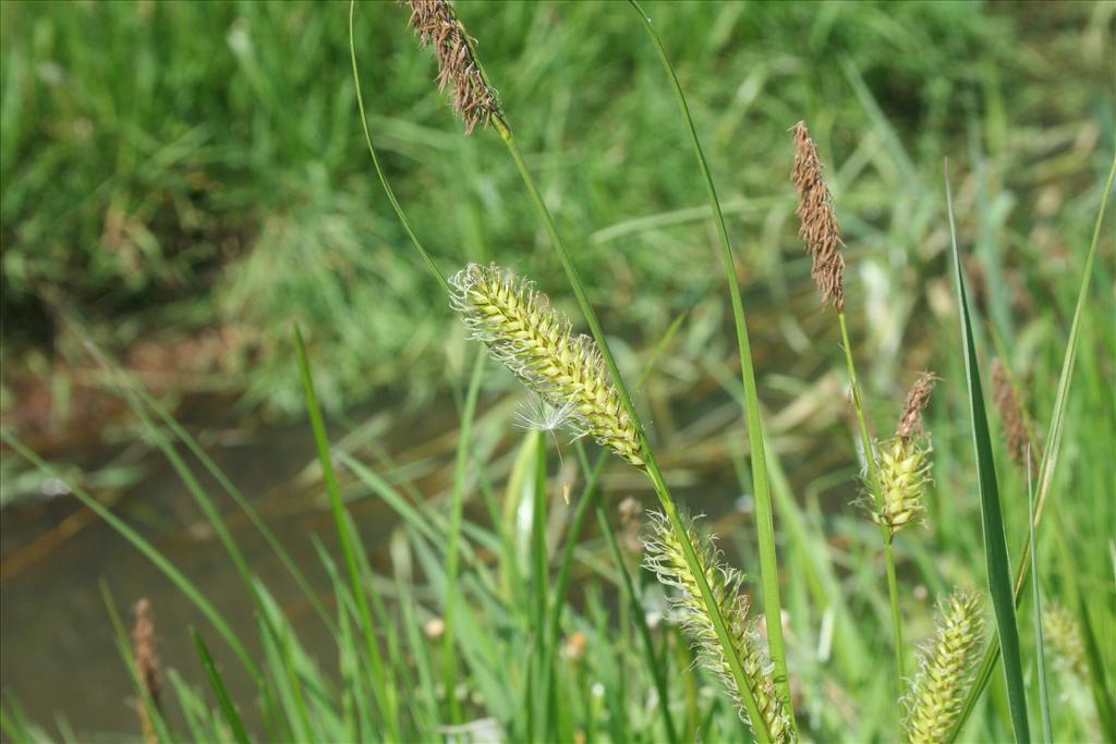 Carex vesicaria (door Pieter Stolwijk)