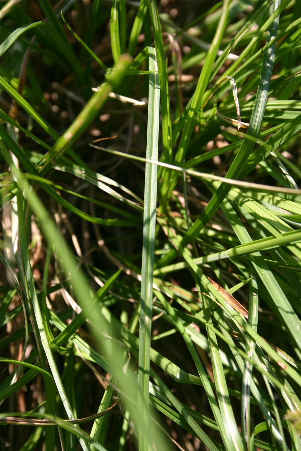 Carex spicata (door Niels Jeurink)