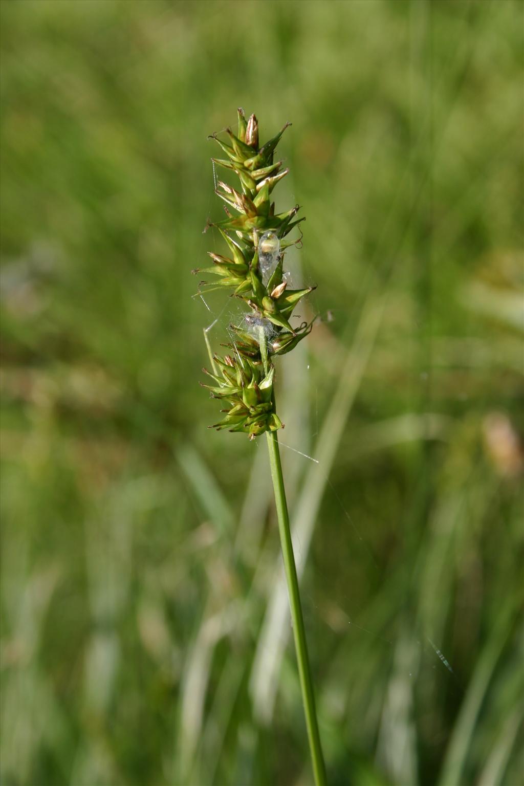 Carex spicata (door Niels Jeurink)