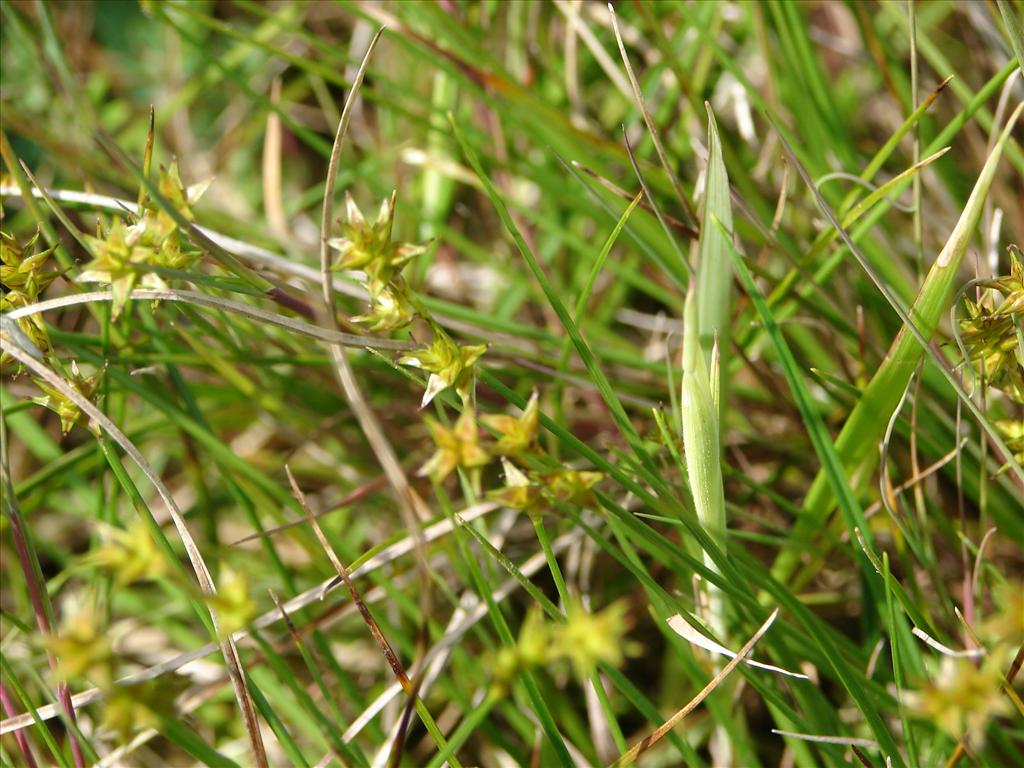 Carex spicata (door Adrie van Heerden)