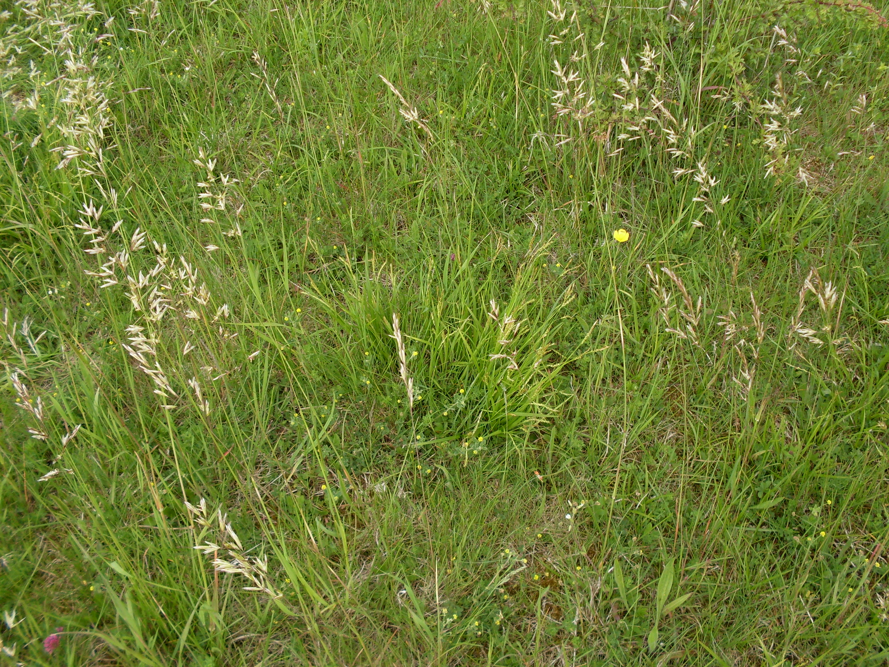 Carex sylvatica (door Dick Kerkhof)