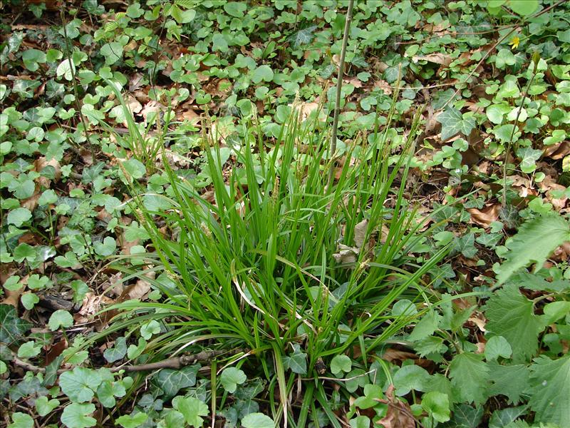 Carex sylvatica (door Adrie van Heerden)