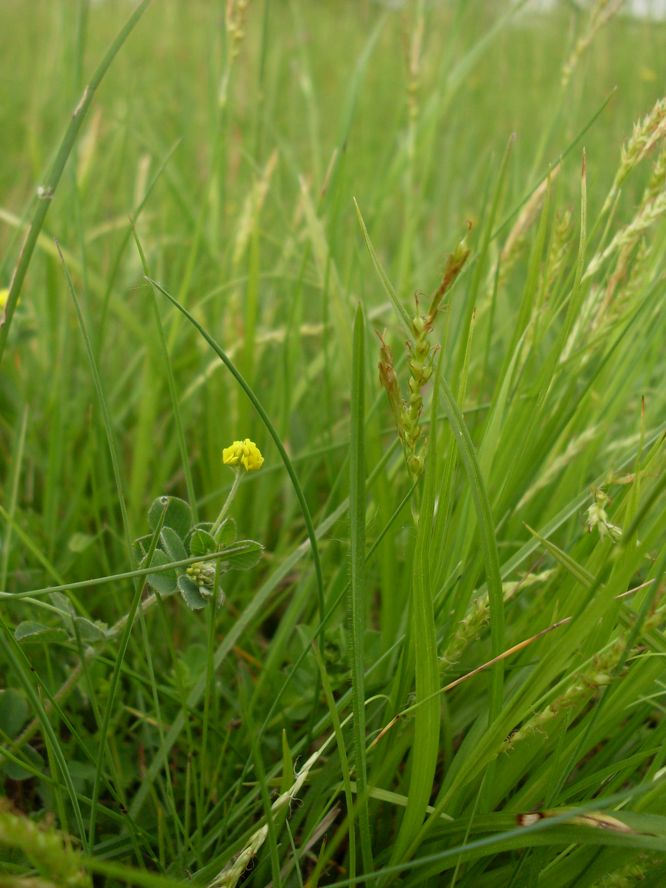 Carex sylvatica (door Dick Kerkhof)