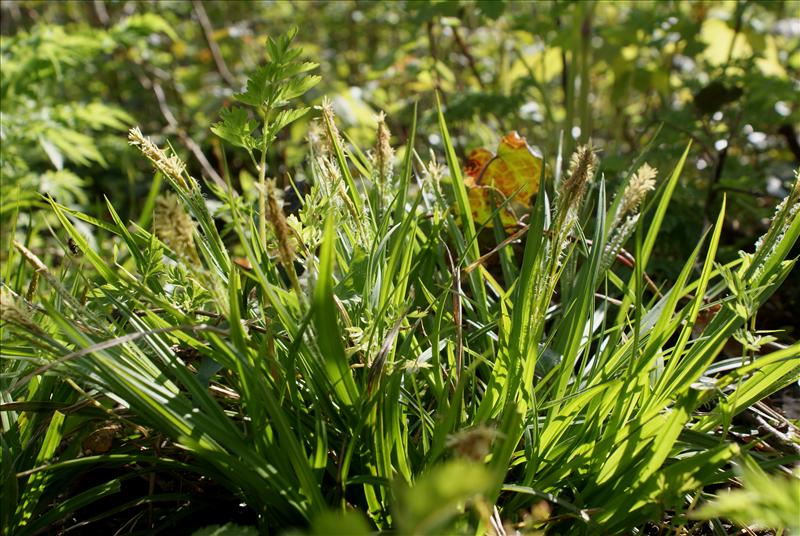 Carex sylvatica (door Adrie van Heerden)