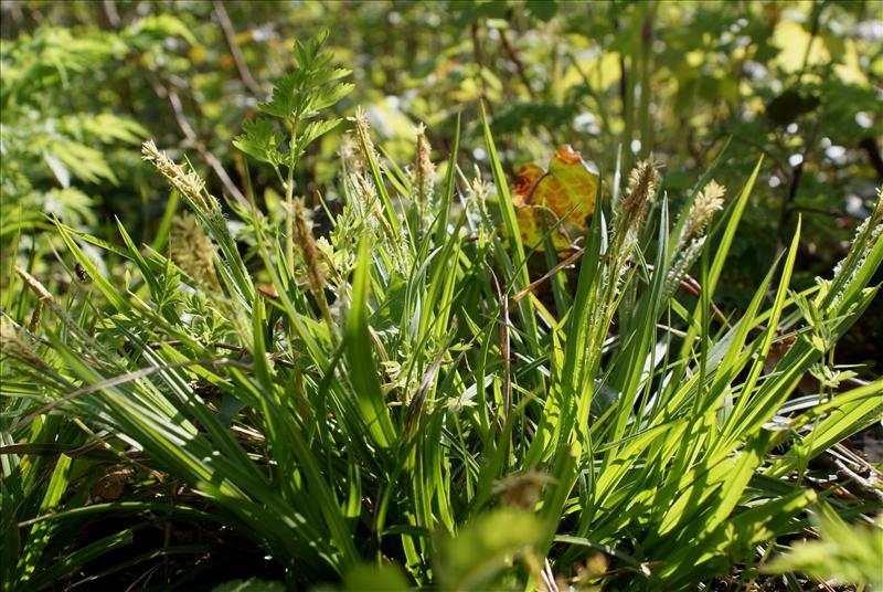 Carex sylvatica (door Adrie van Heerden)