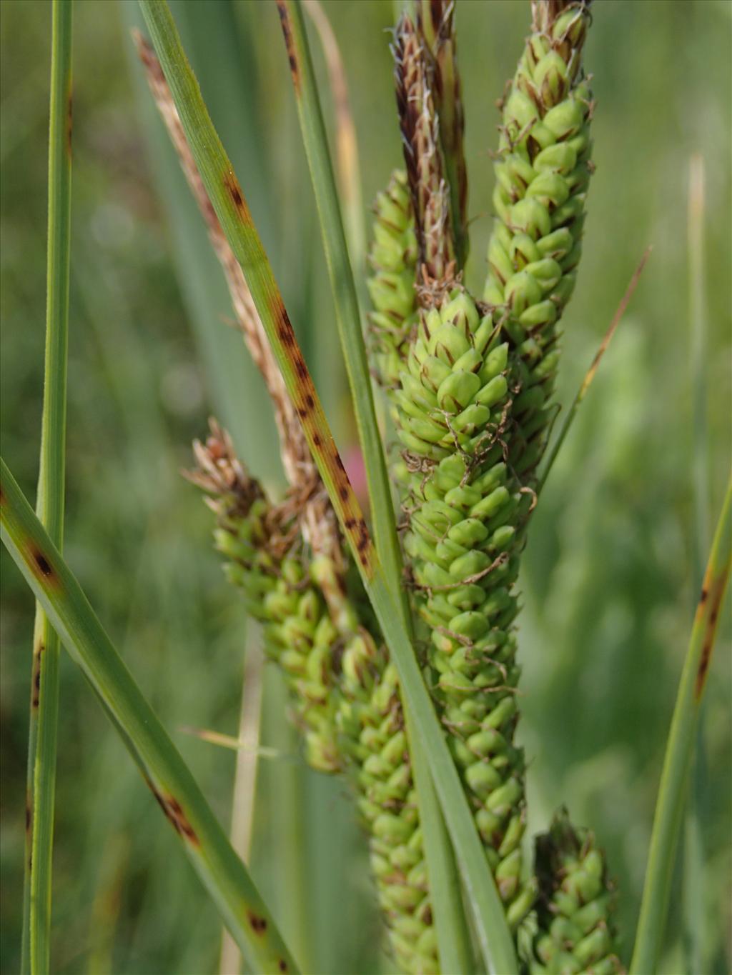 Carex trinervis (door Adrie van Heerden)